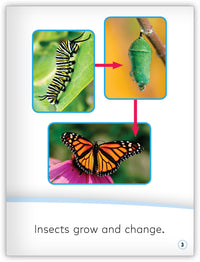 Insects from My World