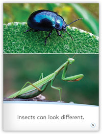 Insects from My World