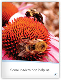 Insects from My World