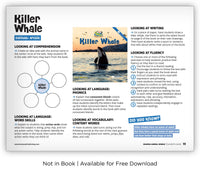 Killer Whale from Zoozoo Animal World