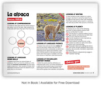 La alpaca from Zoozoo Mundo Animal