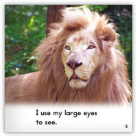 Lion from Zoozoo Into the Wild