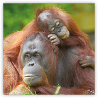 Me and Mom from Zoozoo Into the Wild