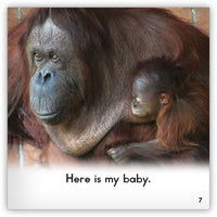 Zoozoo Into the Wild Nonfiction Set (6-Packs)