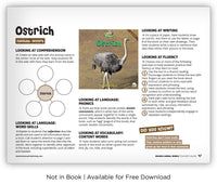 Ostrich from Zoozoo Animal World