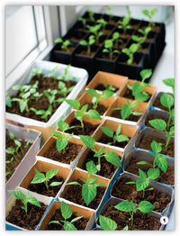 Planting from My World