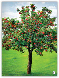 Plants from My World