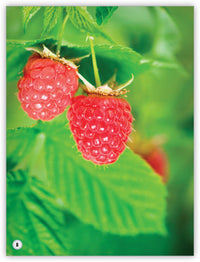 Plants from My World