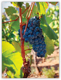 Plants from My World