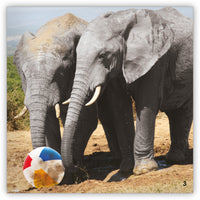 Play Ball from Zoozoo Into the Wild