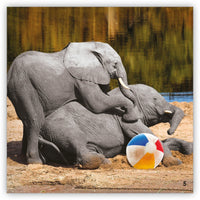 Play Ball from Zoozoo Into the Wild