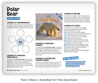 Polar Bear from Zoozoo Animal World