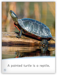 Reptiles from My World