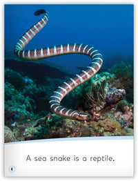 Reptiles from My World