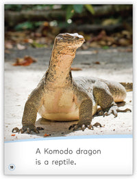 Reptiles from My World