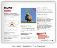 Sheep from Zoozoo Animal World