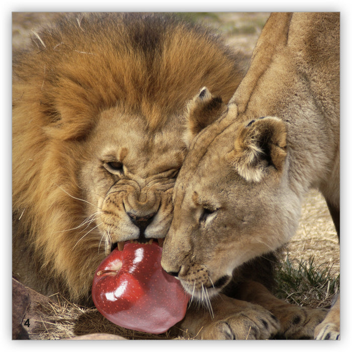 Snack Time from Zoozoo Into the Wild