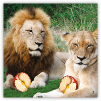 Snack Time from Zoozoo Into the Wild