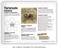 Tarantula from Zoozoo Animal World