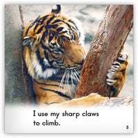 Tiger from Zoozoo Into the Wild