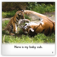 Tiger from Zoozoo Into the Wild