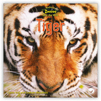 Tiger from Zoozoo Into the Wild