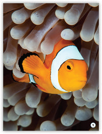 Where Do Animals Live? from My World