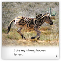 Zebra from Zoozoo Into the Wild