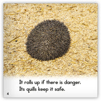 Hedgehog from Zoozoo Animal World