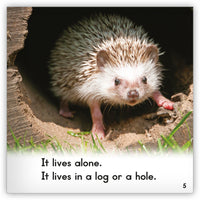 Hedgehog from Zoozoo Animal World