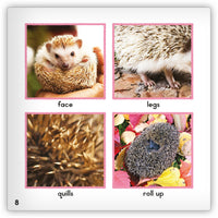 Hedgehog from Zoozoo Animal World