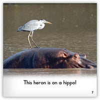 Heron from Zoozoo Animal World