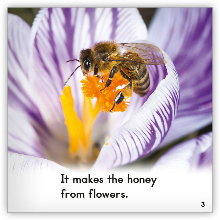 Honeybee from Zoozoo Animal World