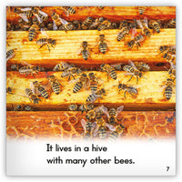 Honeybee from Zoozoo Animal World