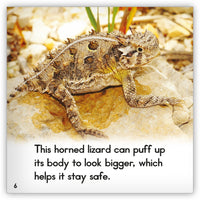 Horned Lizard from Zoozoo Animal World