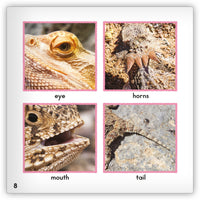 Horned Lizard from Zoozoo Animal World