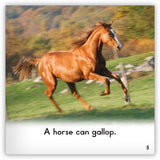 Horse from Zoozoo Animal World