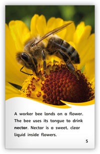 How Bees Make Honey from Fables & the Real World