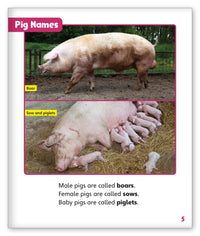 All About Pigs from Story World Real World