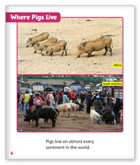 All About Pigs from Story World Real World