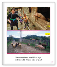 All About Pigs from Story World Real World