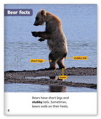 Bears from Story World Real World