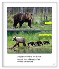 Bears from Story World Real World