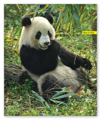 Bears from Story World Real World