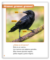 Cuervos inteligentes from Mundo de los Cuentos Mundo Real