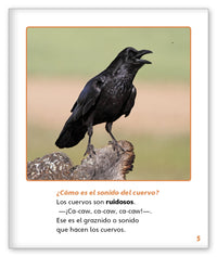 Cuervos inteligentes from Mundo de los Cuentos Mundo Real