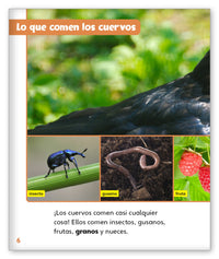 Cuervos inteligentes from Mundo de los Cuentos Mundo Real