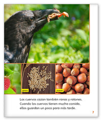 Cuervos inteligentes from Mundo de los Cuentos Mundo Real