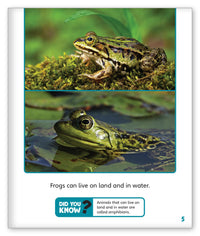 Fantastic Frogs from Story World Real World