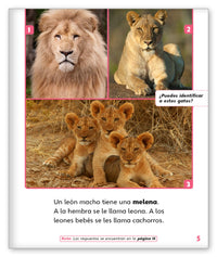 Leones from Mundo de los Cuentos Mundo Real